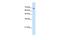 Transmembrane 9 Superfamily Member 1 antibody, GTX46657, GeneTex, Western Blot image 