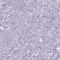 RODH antibody, HPA059141, Atlas Antibodies, Immunohistochemistry frozen image 