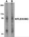 Pleckstrin Homology Domain Containing M3 antibody, NBP2-81770, Novus Biologicals, Western Blot image 