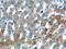 Vacuolar protein sorting-associated protein 13B antibody, 24505-1-AP, Proteintech Group, Immunohistochemistry frozen image 