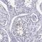 Phosphoglycerate Kinase 2 antibody, NBP2-68960, Novus Biologicals, Immunohistochemistry frozen image 