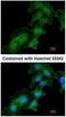 RENR antibody, NBP1-33605, Novus Biologicals, Immunofluorescence image 