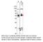 Axin 2 antibody, AXIN2-201AP, FabGennix, Western Blot image 