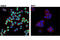RUNX Family Transcription Factor 3 antibody, 13089S, Cell Signaling Technology, Immunocytochemistry image 