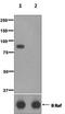 B-Raf Proto-Oncogene, Serine/Threonine Kinase antibody, ab124794, Abcam, Western Blot image 