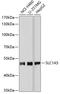Solute Carrier Family 1 Member 5 antibody, A01474, Boster Biological Technology, Western Blot image 