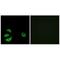 Acyl-CoA Thioesterase 8 antibody, A09392, Boster Biological Technology, Immunohistochemistry frozen image 