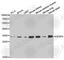 Insulin Like Growth Factor Binding Protein 5 antibody, A1720, ABclonal Technology, Western Blot image 