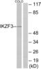 IKAROS Family Zinc Finger 3 antibody, abx013845, Abbexa, Western Blot image 