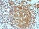 CD45RA antibody, V2403IHC-7ML, NSJ Bioreagents, Immunohistochemistry frozen image 