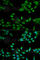MutS Homolog 2 antibody, A1121, ABclonal Technology, Immunofluorescence image 