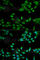 DNA mismatch repair protein Msh2 antibody, A1121, ABclonal Technology, Immunofluorescence image 