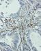Eukaryotic Translation Initiation Factor 6 antibody, PA2031, Boster Biological Technology, Immunohistochemistry frozen image 
