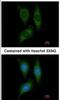 Serine/Threonine Kinase 25 antibody, NBP1-32670, Novus Biologicals, Immunofluorescence image 