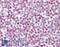 RB Transcriptional Corepressor Like 2 antibody, LS-B7909, Lifespan Biosciences, Immunohistochemistry frozen image 