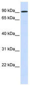 Zinc Finger Protein 875 antibody, TA345615, Origene, Western Blot image 