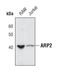 Actin Related Protein 2 antibody, PA5-17311, Invitrogen Antibodies, Western Blot image 