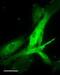 Oxytocin Receptor antibody, ab87312, Abcam, Immunofluorescence image 