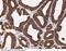 Insulin Like Growth Factor 2 MRNA Binding Protein 2 antibody, 100932-T10, Sino Biological, Immunohistochemistry frozen image 