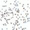 Vinculin antibody, LS-B12145, Lifespan Biosciences, Immunocytochemistry image 