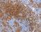 Aquaporin 5 antibody, MBS2517469, MyBioSource, Immunohistochemistry paraffin image 