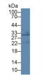 Protein CREG1 antibody, abx130446, Abbexa, Western Blot image 