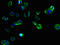 Transmembrane Protein 255B antibody, LS-C378193, Lifespan Biosciences, Immunofluorescence image 