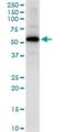 Glycogenin 2 antibody, H00008908-D01P, Novus Biologicals, Western Blot image 