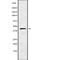 Cyclin I antibody, PA5-67680, Invitrogen Antibodies, Western Blot image 