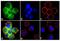 Spleen Associated Tyrosine Kinase antibody, GTX12862, GeneTex, Immunofluorescence image 