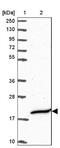 Cilia And Flagella Associated Protein 97 antibody, NBP2-47408, Novus Biologicals, Western Blot image 