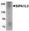 Signal Induced Proliferation Associated 1 Like 3 antibody, LS-B5055, Lifespan Biosciences, Western Blot image 