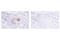 Gasdermin D antibody, 36425S, Cell Signaling Technology, Immunohistochemistry paraffin image 