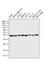 GAPDH antibody, MA1-16757, Invitrogen Antibodies, Western Blot image 