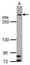 Mediator of DNA damage checkpoint protein 1 antibody, PA5-27757, Invitrogen Antibodies, Western Blot image 