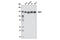 Cell Cycle And Apoptosis Regulator 2 antibody, 5857S, Cell Signaling Technology, Western Blot image 