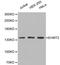 Euchromatic Histone Lysine Methyltransferase 2 antibody, LS-C192509, Lifespan Biosciences, Western Blot image 