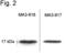 Calmodulin antibody, MA3-917, Invitrogen Antibodies, Western Blot image 