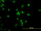 TATA-Box Binding Protein Associated Factor 11 antibody, LS-C133466, Lifespan Biosciences, Immunofluorescence image 