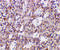 Toll Like Receptor 2 antibody, 3135, ProSci, Immunohistochemistry paraffin image 