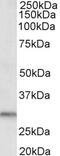 Dual Adaptor Of Phosphotyrosine And 3-Phosphoinositides 1 antibody, 42-722, ProSci, Western Blot image 