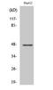 G Protein-Coupled Receptor 137C antibody, A17969-1, Boster Biological Technology, Western Blot image 