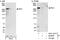 Retinoic Acid Induced 1 antibody, NBP1-28745, Novus Biologicals, Immunoprecipitation image 