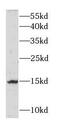 Galectin 7B antibody, FNab03318, FineTest, Western Blot image 