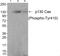 p130cas antibody, PA5-37775, Invitrogen Antibodies, Western Blot image 