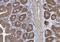 Ribosomal Protein L3 antibody, NBP2-20214, Novus Biologicals, Immunohistochemistry frozen image 