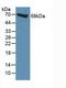 Moesin antibody, MBS2003966, MyBioSource, Western Blot image 