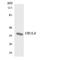 Olfactory Receptor Family 1 Subfamily L Member 6 antibody, LS-C200329, Lifespan Biosciences, Western Blot image 