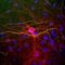 Neurofilament Light antibody, NFL, Aves Labs, Immunocytochemistry image 