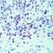 Myogenic Differentiation 1 antibody, DM278P, Origene, Immunohistochemistry frozen image 